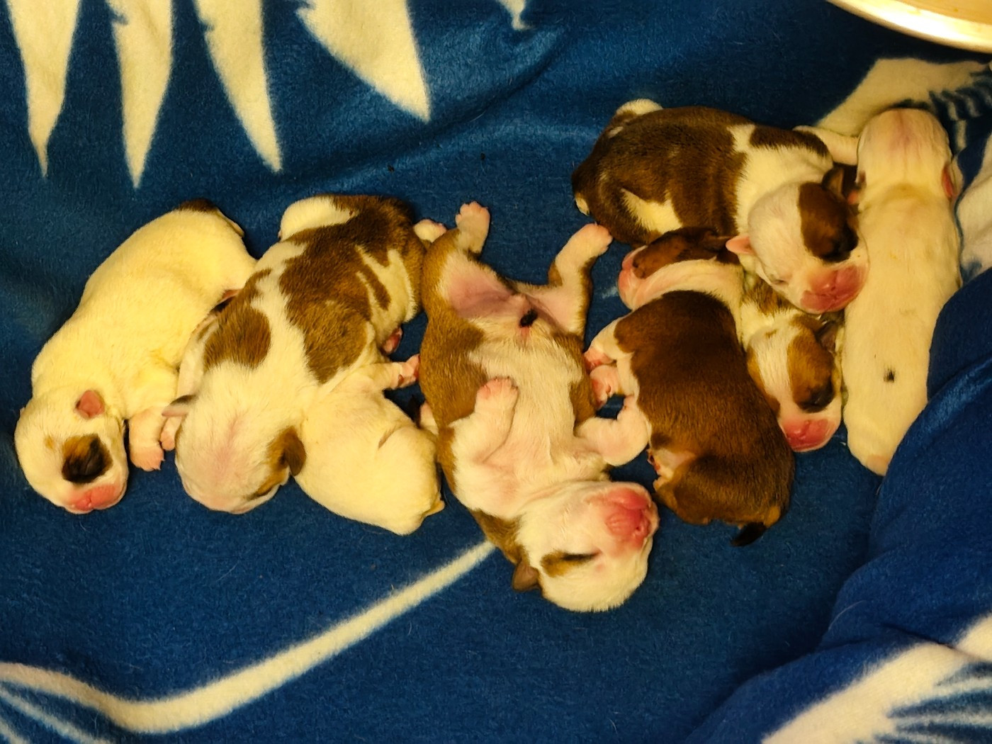 8 chiots viennent de pointer leurs petits nez aux Lavagnes le 29 juin 2026