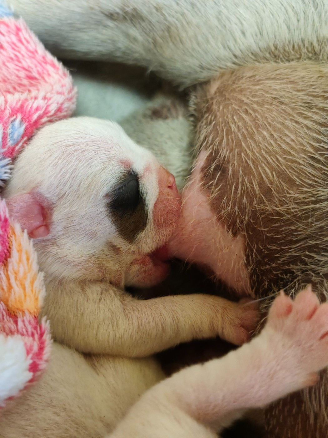 De L'Oasis Des Lavagnes - Chiots disponibles - Bulldog Anglais
