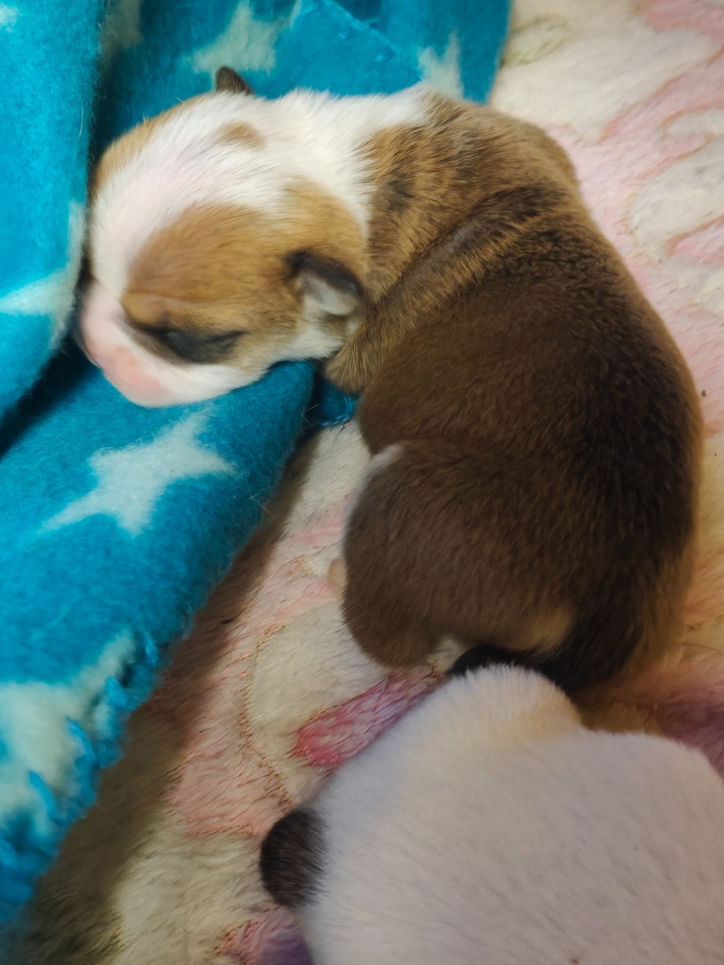 De L'Oasis Des Lavagnes - Chiots disponibles - Bulldog Anglais