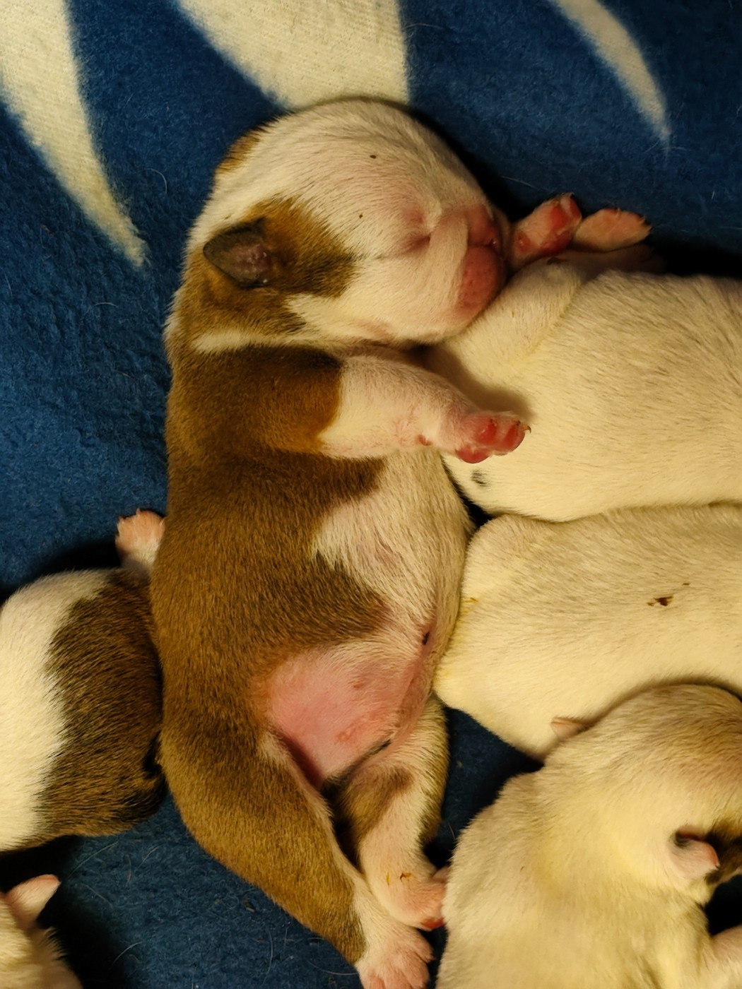 De L'Oasis Des Lavagnes - Chiots disponibles - Bulldog Anglais