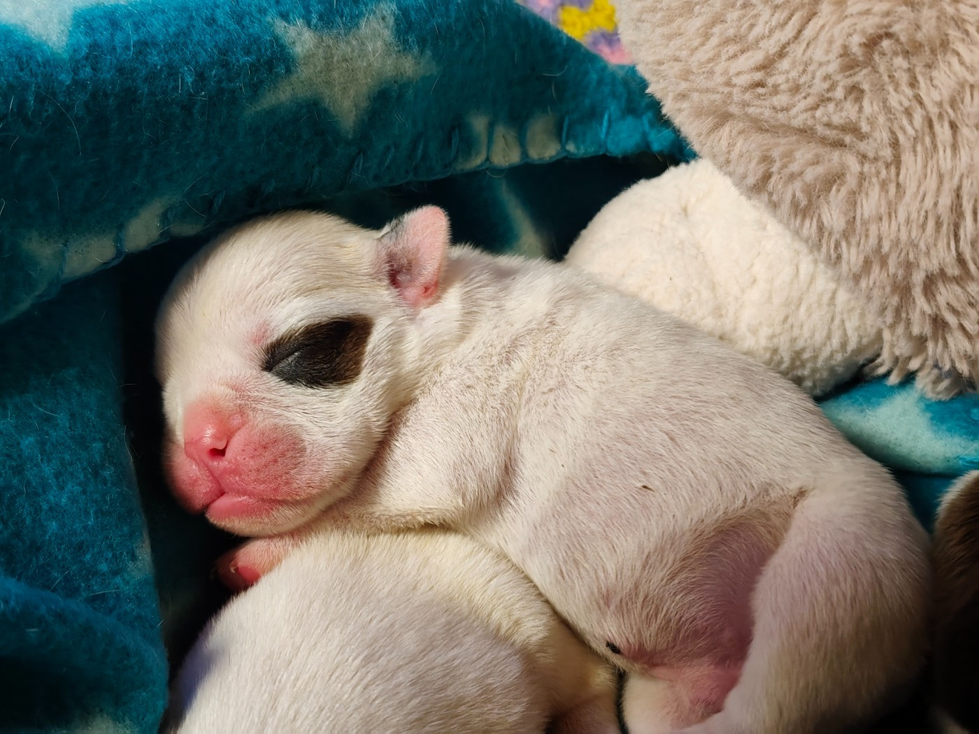 De L'Oasis Des Lavagnes - Chiots disponibles - Bulldog Anglais
