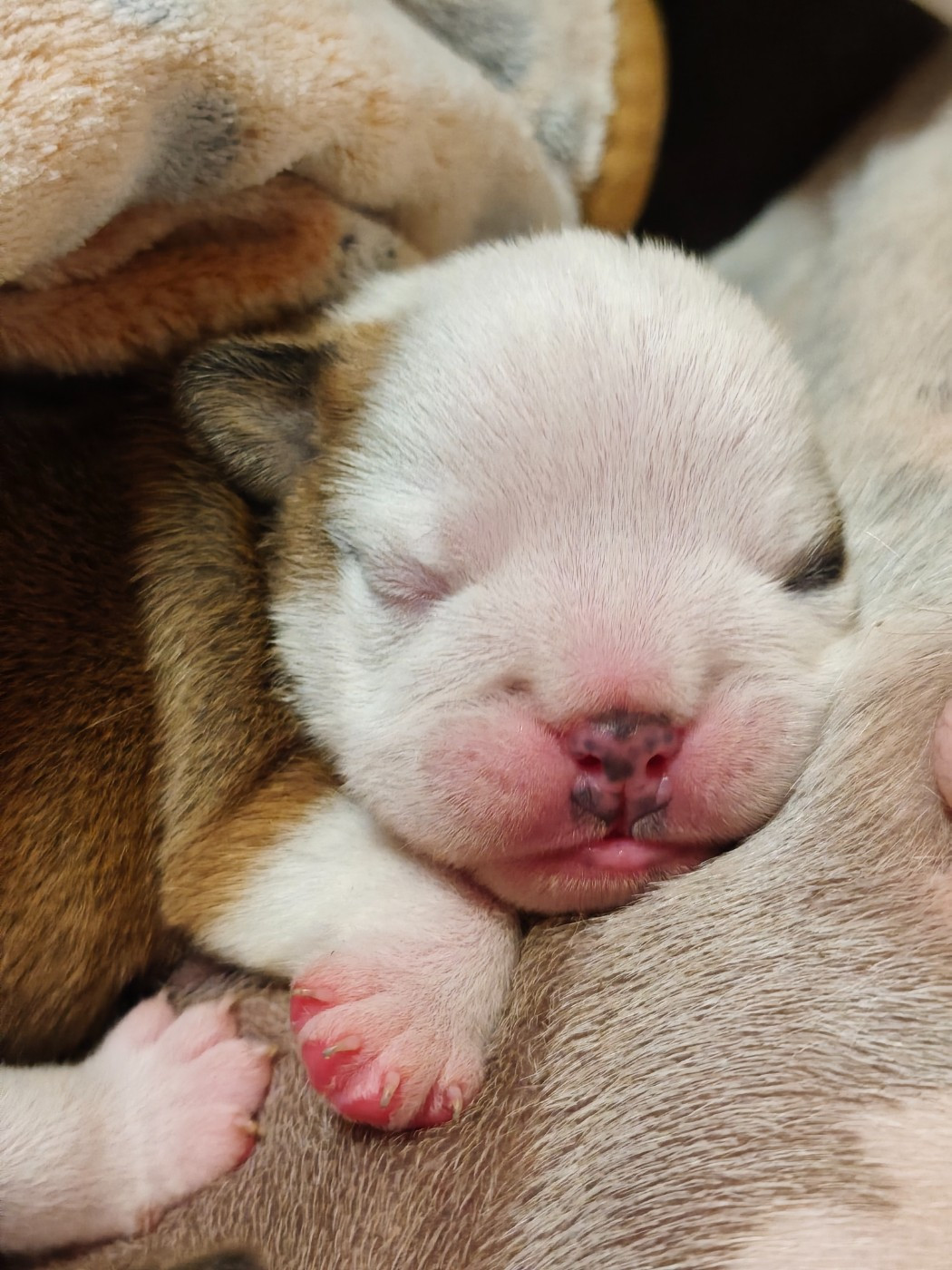 De L'Oasis Des Lavagnes - Chiots disponibles - Bulldog Anglais